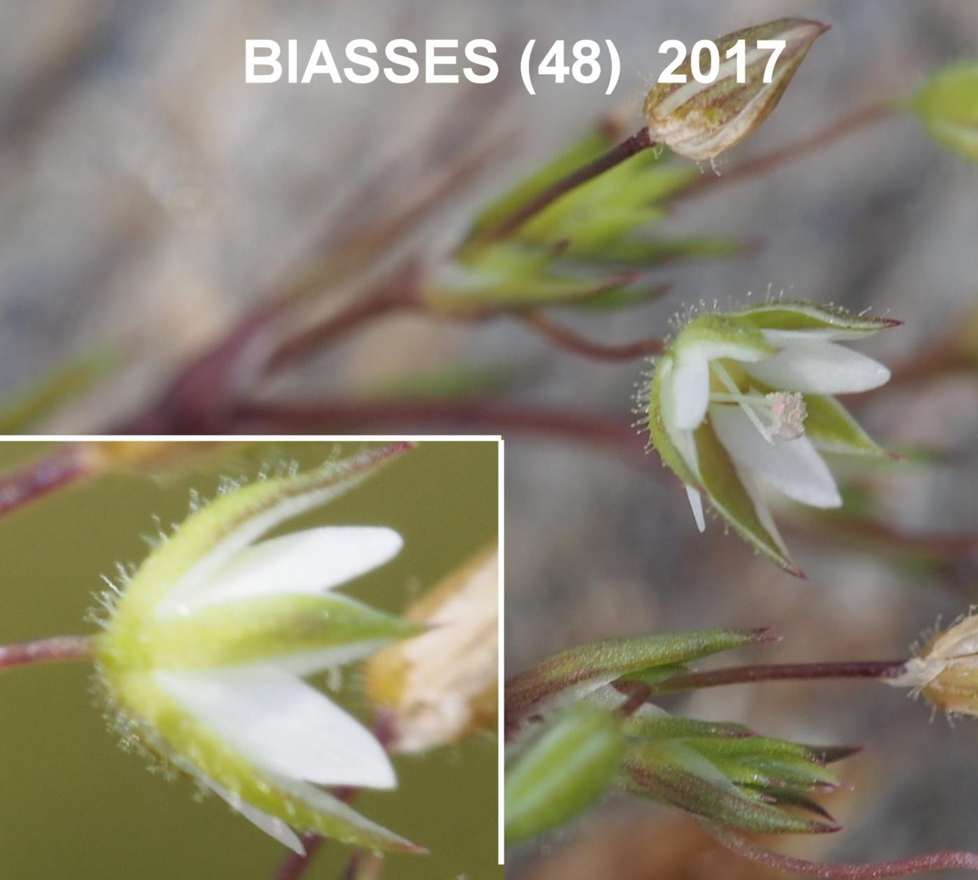 Sandwort, (Red) flower